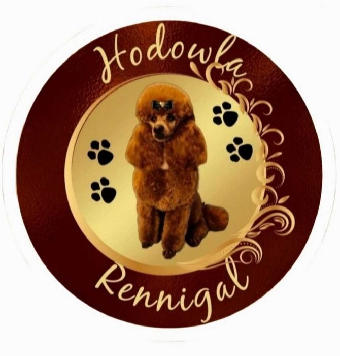 Pudel toy  piesek redbrown po Championce.