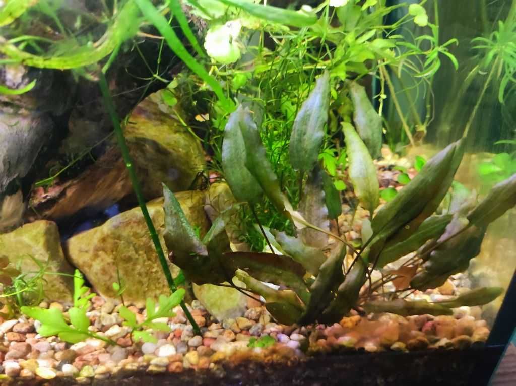 cryptocoryne wendtii brown zwartka łatwa roślina do akwarium