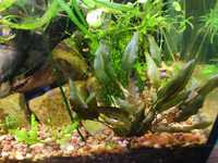 cryptocoryne wendtii brown zwartka łatwa roślina do akwarium