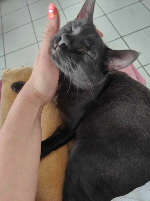 Kostek kot do adopcji czarny cudowny slodziak fundacja schronisko