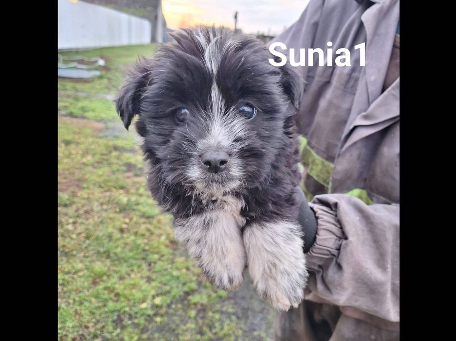 Szczenięta -suki i psy szukają  domów.