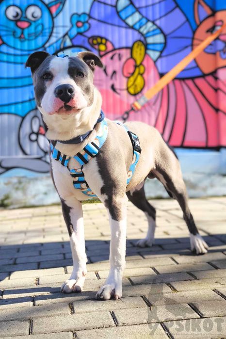 Pies Nr 32/25 LIMO PsiKot Schronisko Chorzów TOZ