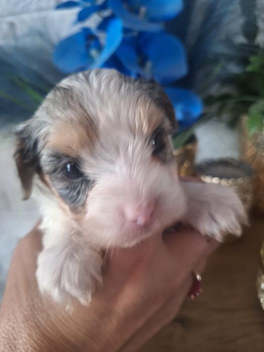 Yorkshire Terrier Bluberry chłopczyk