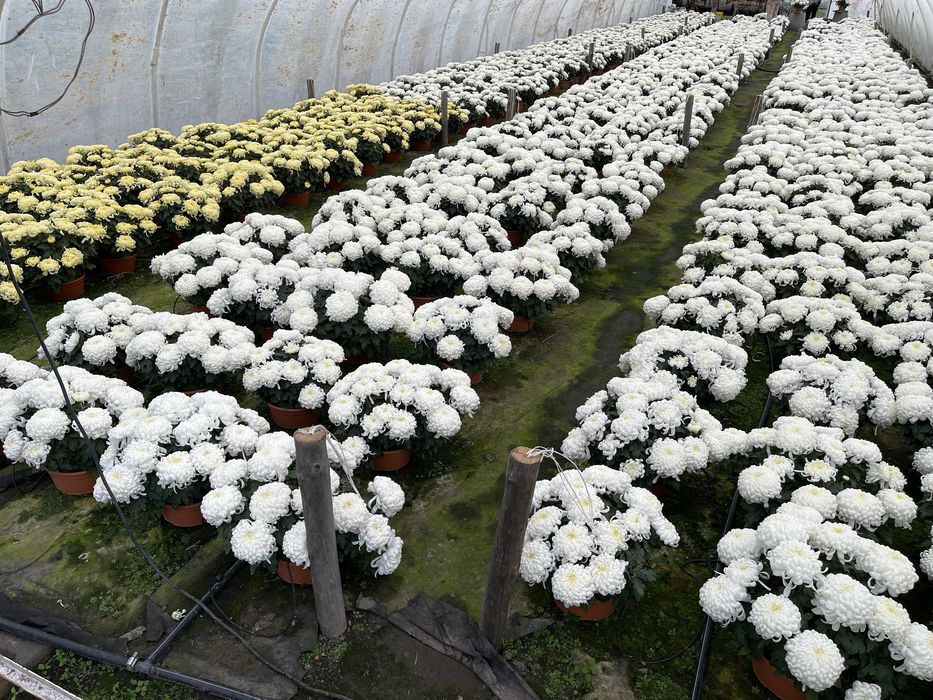 Chryzantemy dąbki kwiaty