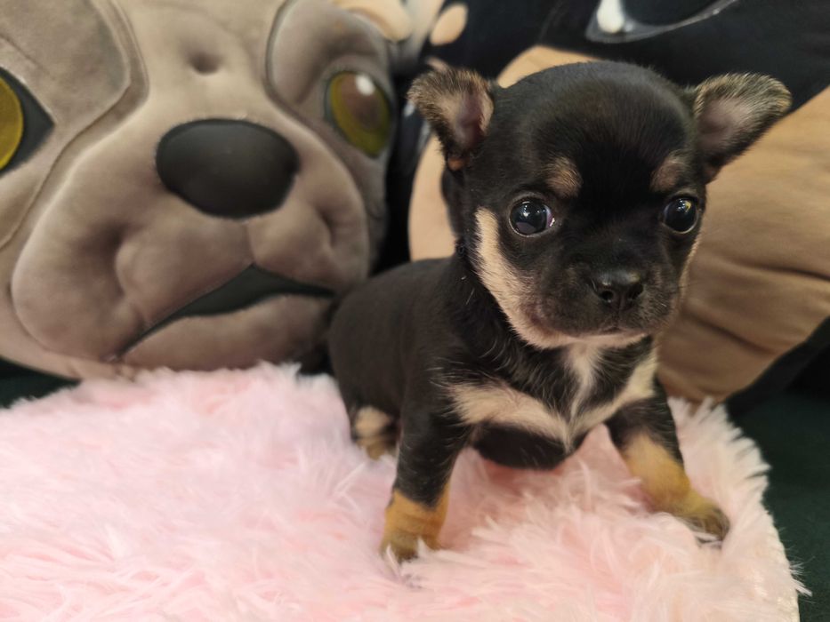 Dziewczynka chihuahua