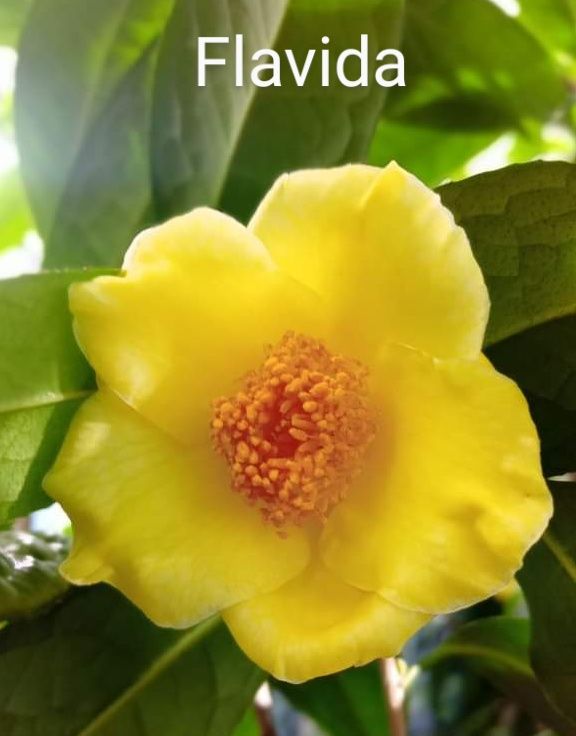 Camélias Amarelas