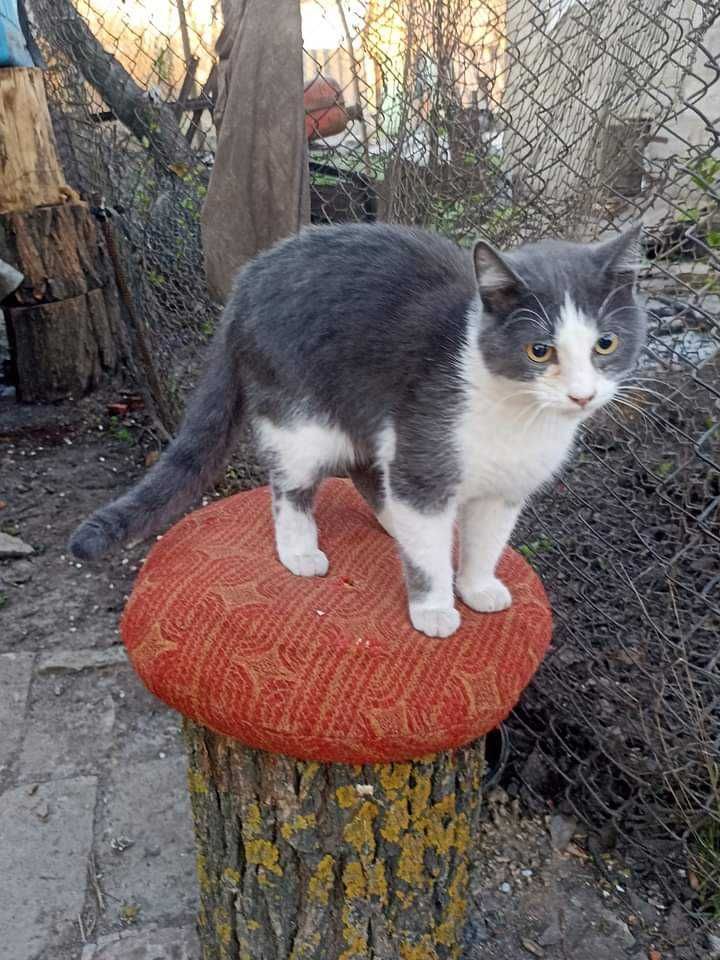 Дуже лагідни котик,7 міс.,в приватний будинок.