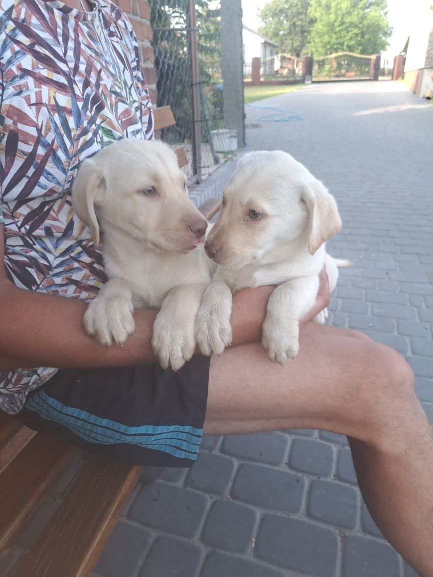 Szczeniak Labrador Retriever