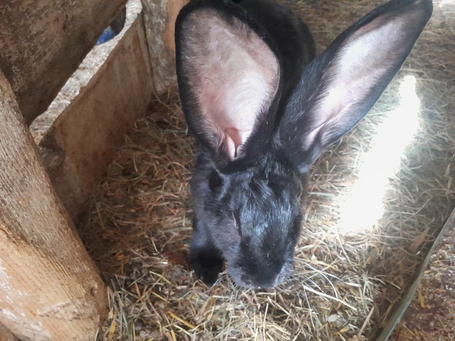 Sprzedam lub zamienię samice olbrzym belgijski