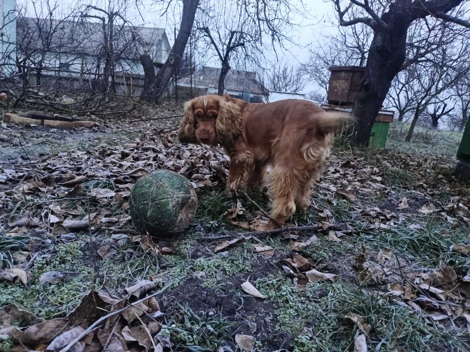 Англійський спаніель, шукає дбайливі ручки