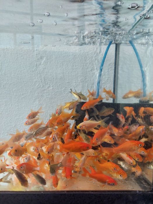 Peixes Cometa, Água Fria, Várias cores