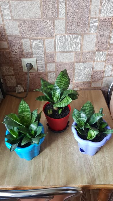 Сансевиерия с горшком