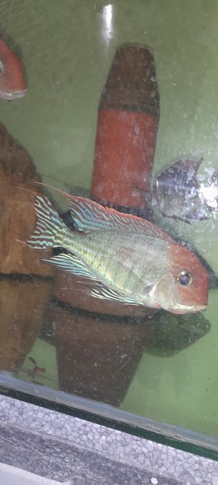 Ziemiojad RED HEAD tapajos 5-6cm wysyłka.