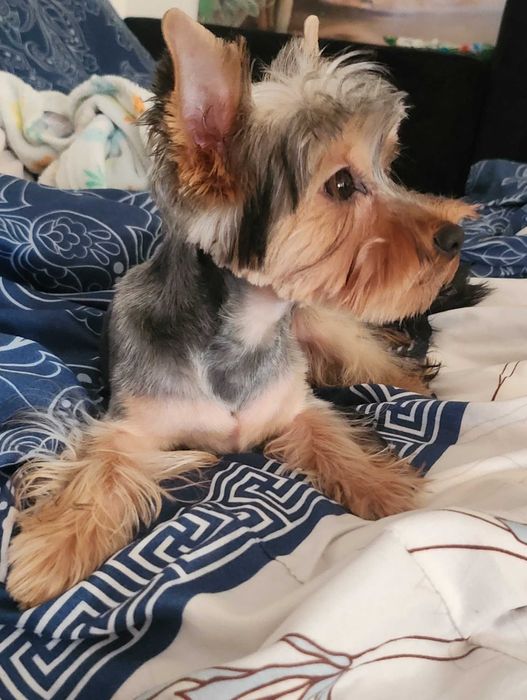 Yorkshire terrier
