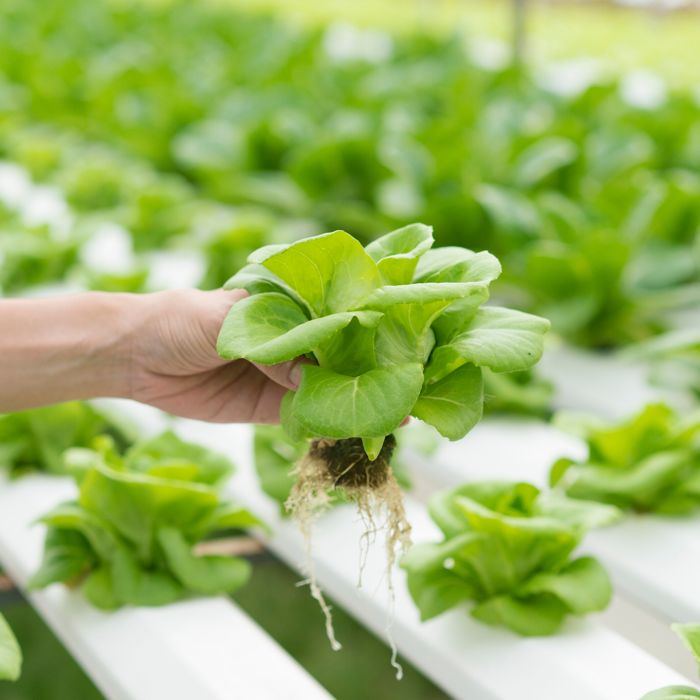 Hidroponia - Nutrientes Folhosas (Mix plantas) - Loja Oficial