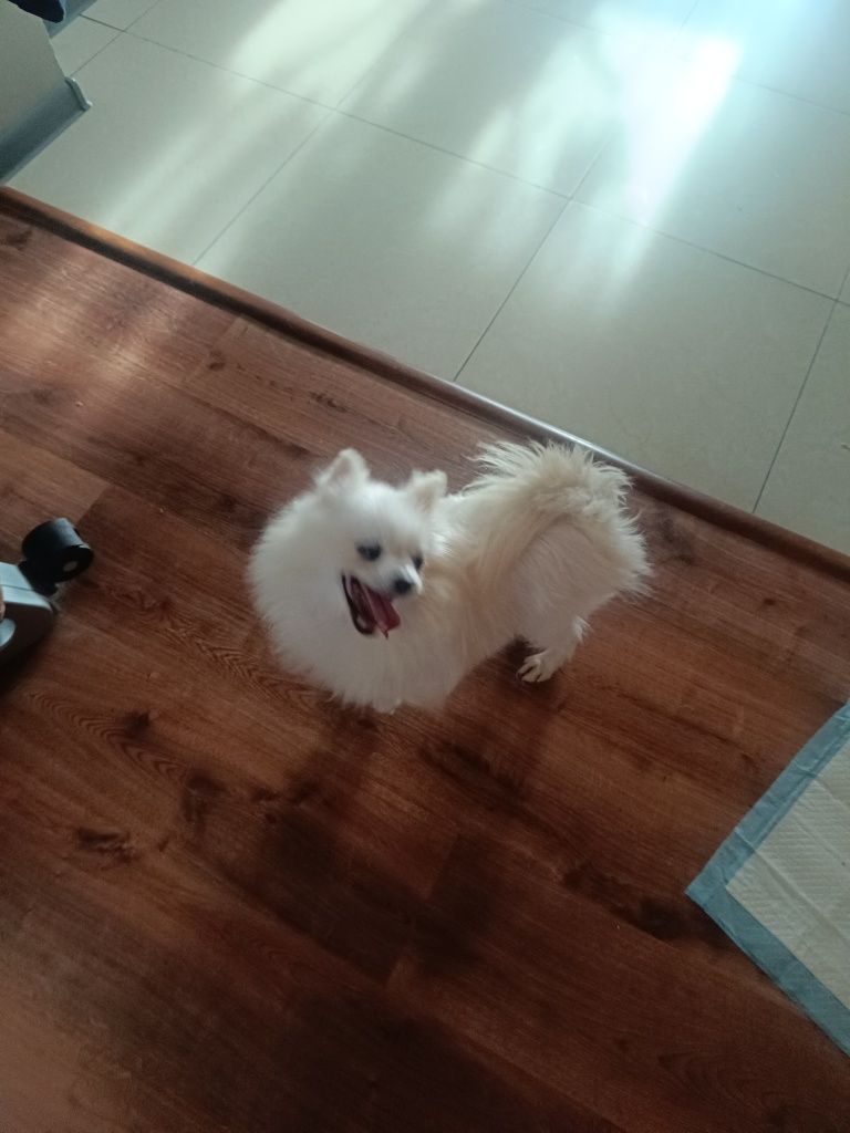 Szpic Pomeranian Biała suczka