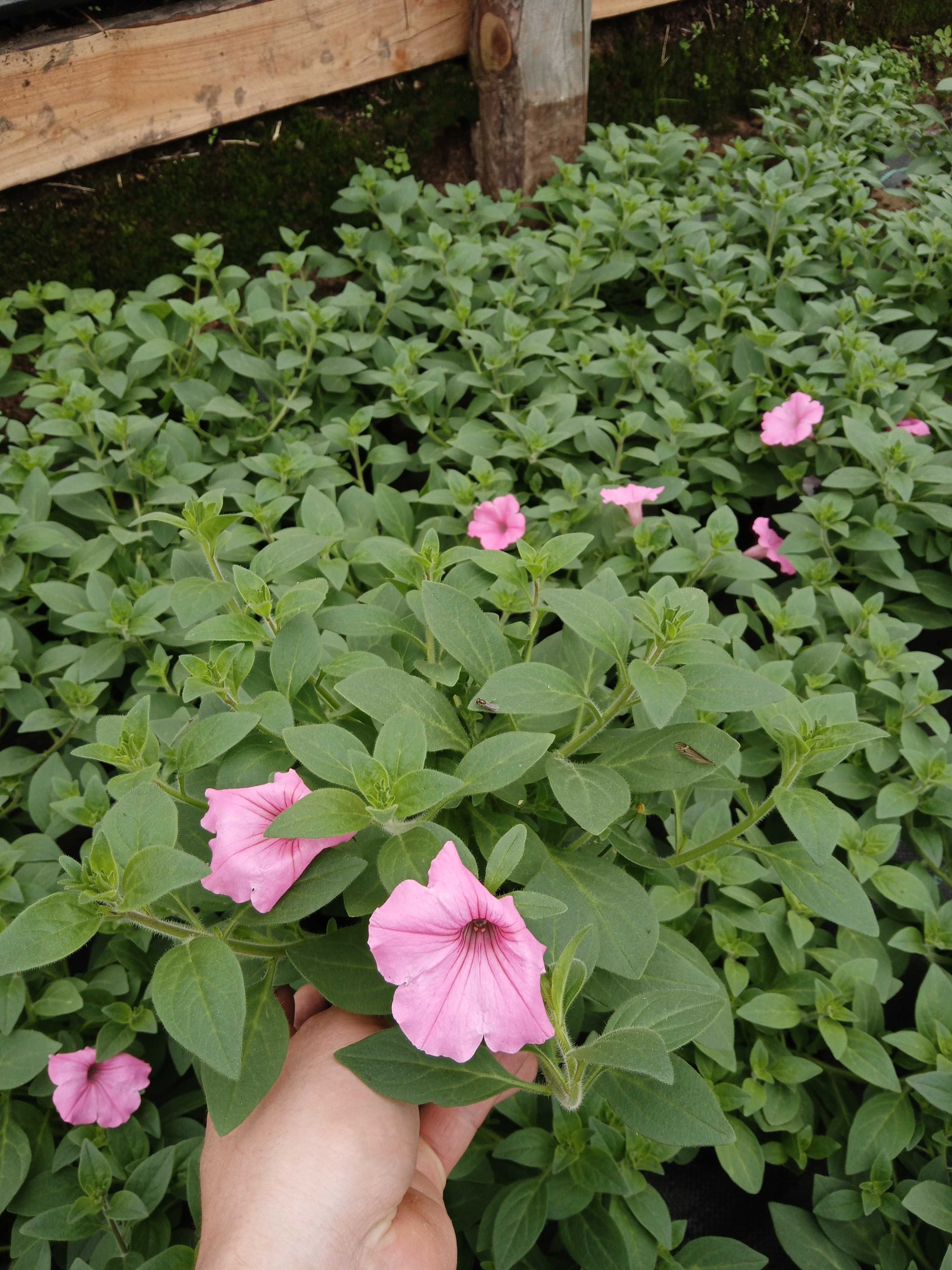 Kwiaty doniczkowe balkonowe petunia surfinia pelargonia fuchsia