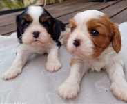 Cavalier King Charles Spaniel szczeniaki