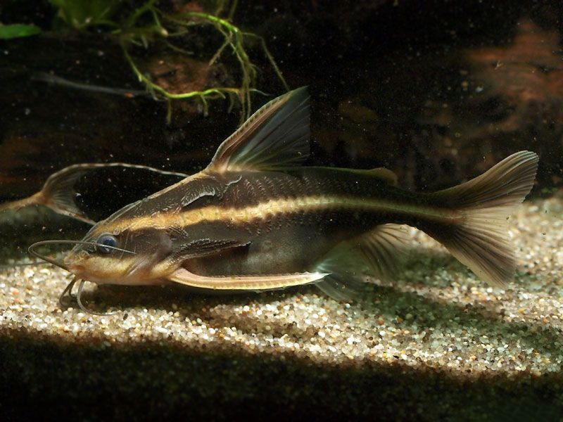 GB Sum liniowy Platydora Kolczasta