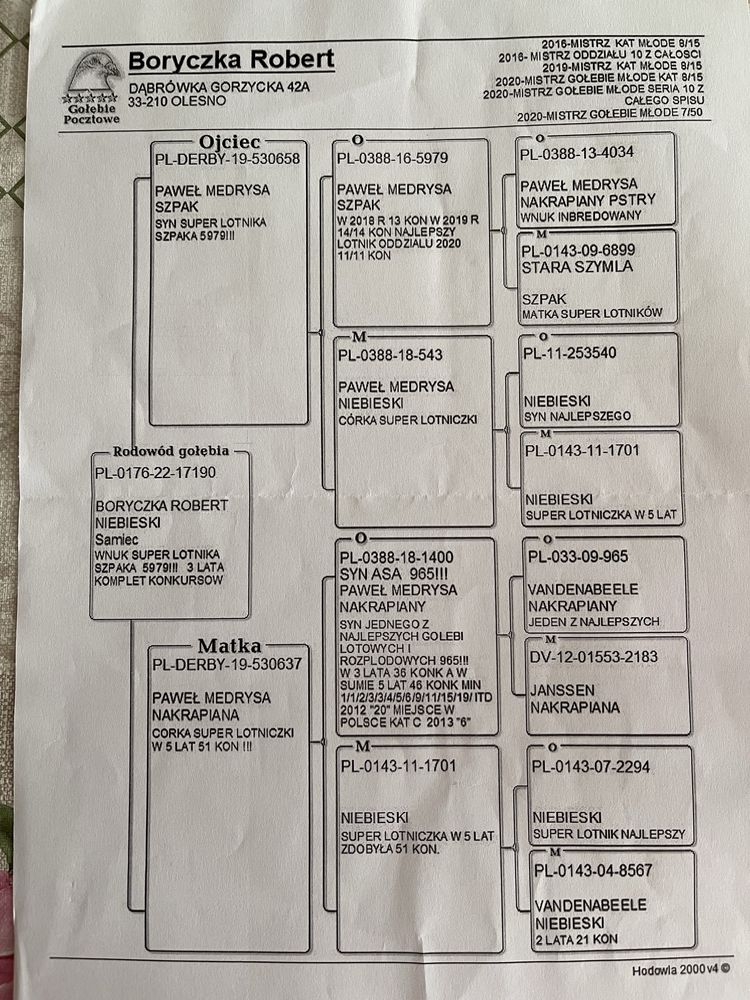 Gołębie pocztowe młode i stare