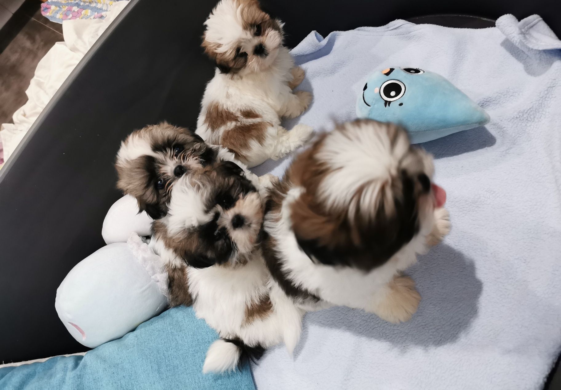 Shih tzu z domowej hodowli