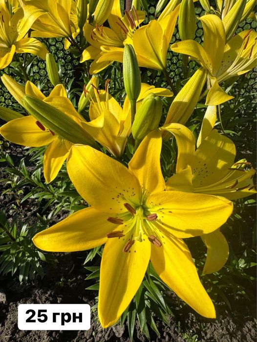 Ліліі садові різнокольорові