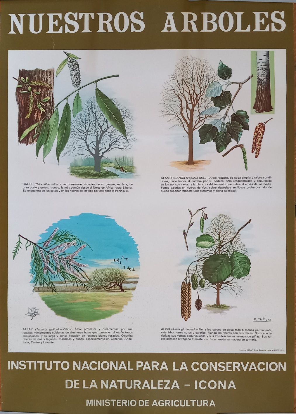 Poster Árvores espanholas