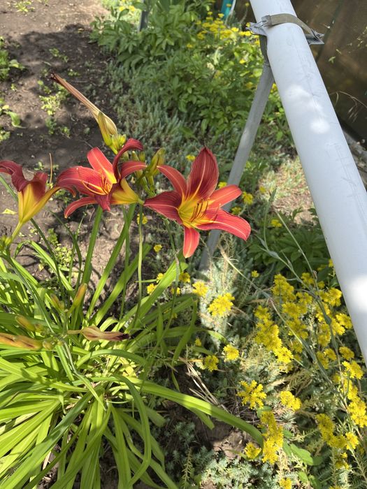 Лилейник цвет ассорти