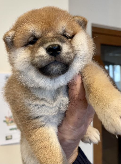 Shiba inu szczeniaczki ZKwP FCI