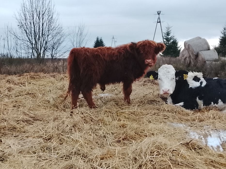 Mini Highland byczek 
Miniaturowe krowy: coraz modniej