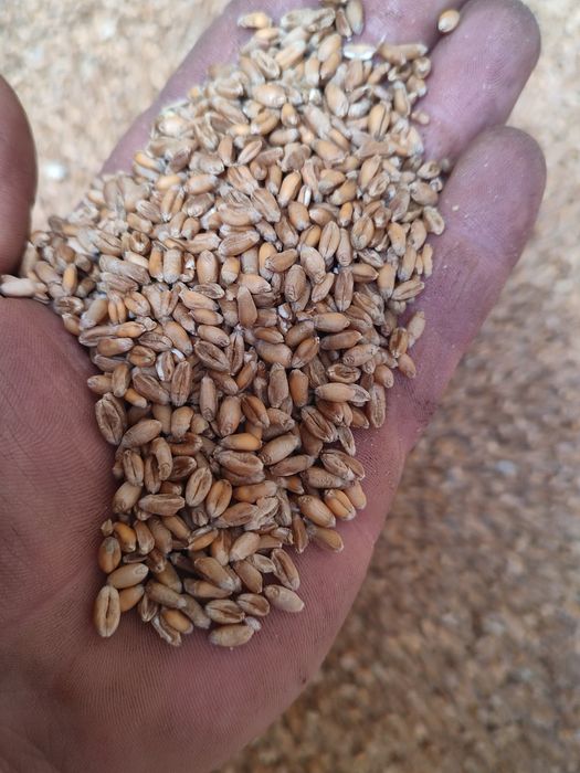 Pszenica, pszenżyto, ziemniaki,grule,zboże,ziarno ,dostawa pod dom rol