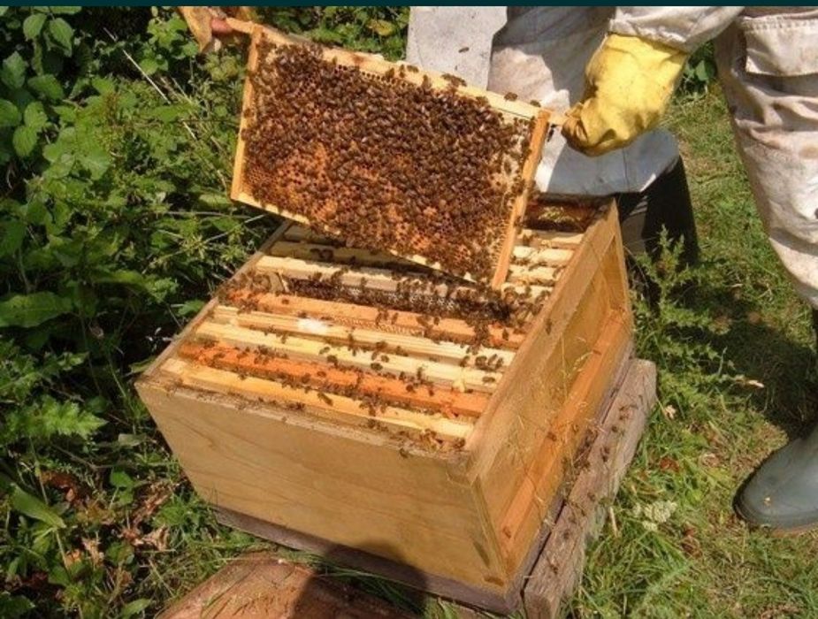 Продам вулики з бджолами (рамки дадан та "українка".