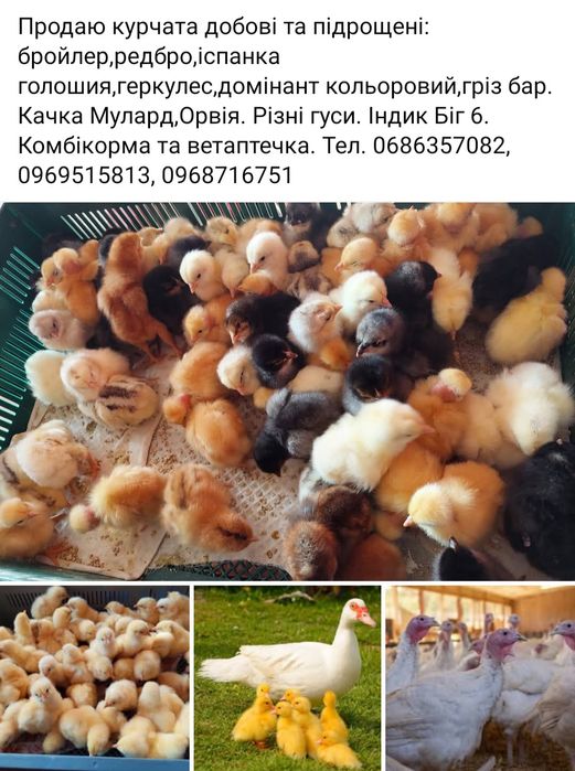 Продаю качки,індики,курчата, гуси