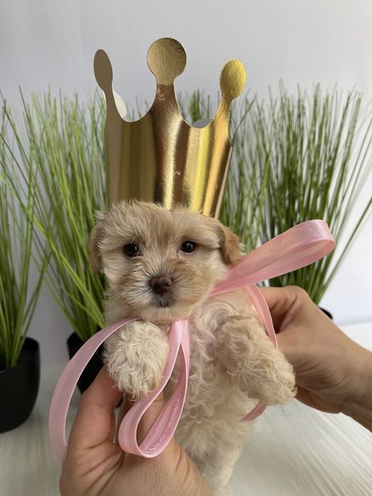 VIP Мальтипу F1  — Ваша майбутня подружка або друг вже чекає