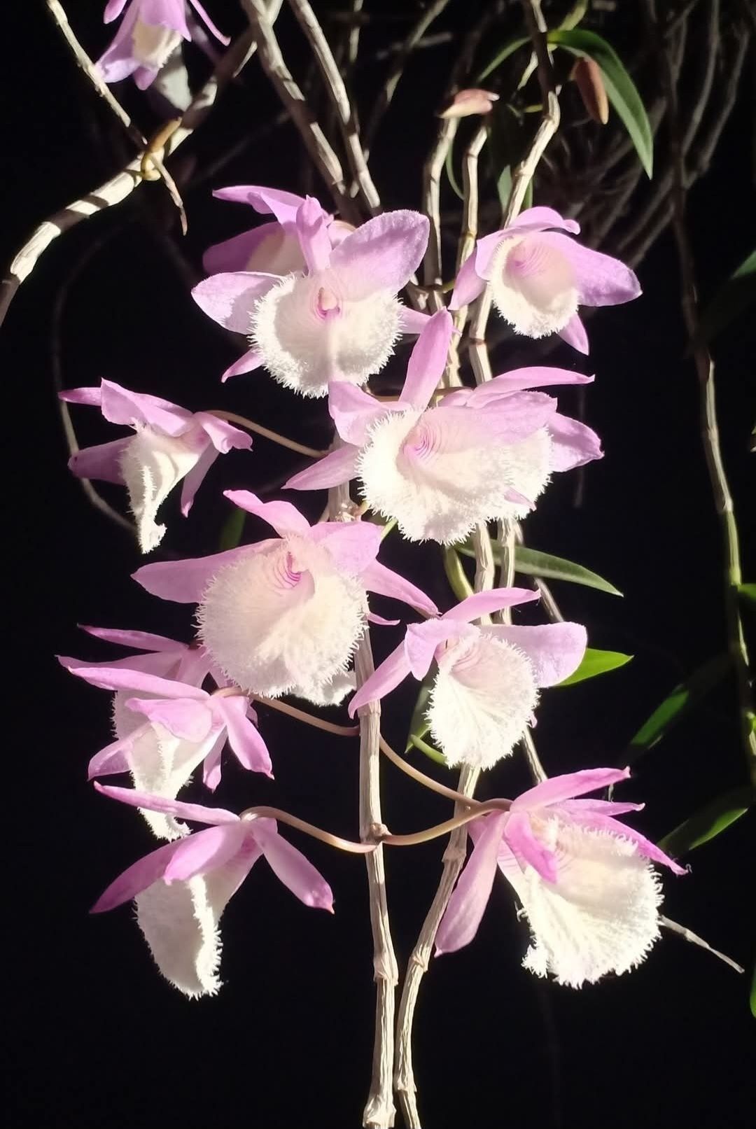 Дендробіум Dendrobium bohemian rhapsody