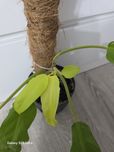 Philodendron Malay Gold/Lemon Lime