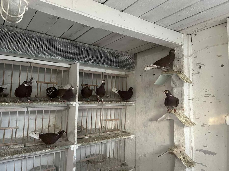 Gołębie brodawczaki ostrowieckie młode