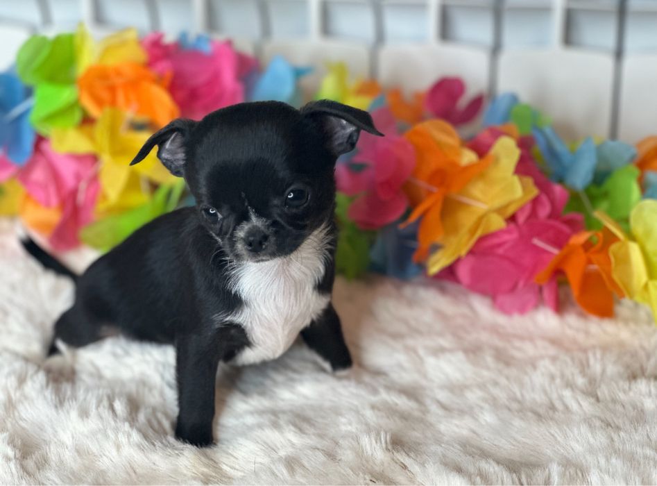 Chihuahua - z rodowodem