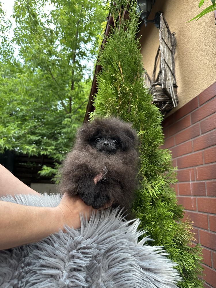 Szpic Miniaturowy Pomeranian czarny piesek