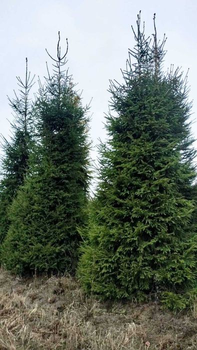 Choinka do kościoła lub do dużego salonu