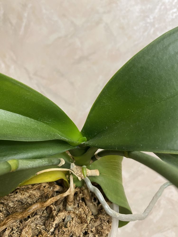 Орхідея фаленопсис Ikaria