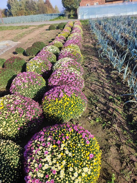 Chryzantemy mixy 3 kolory