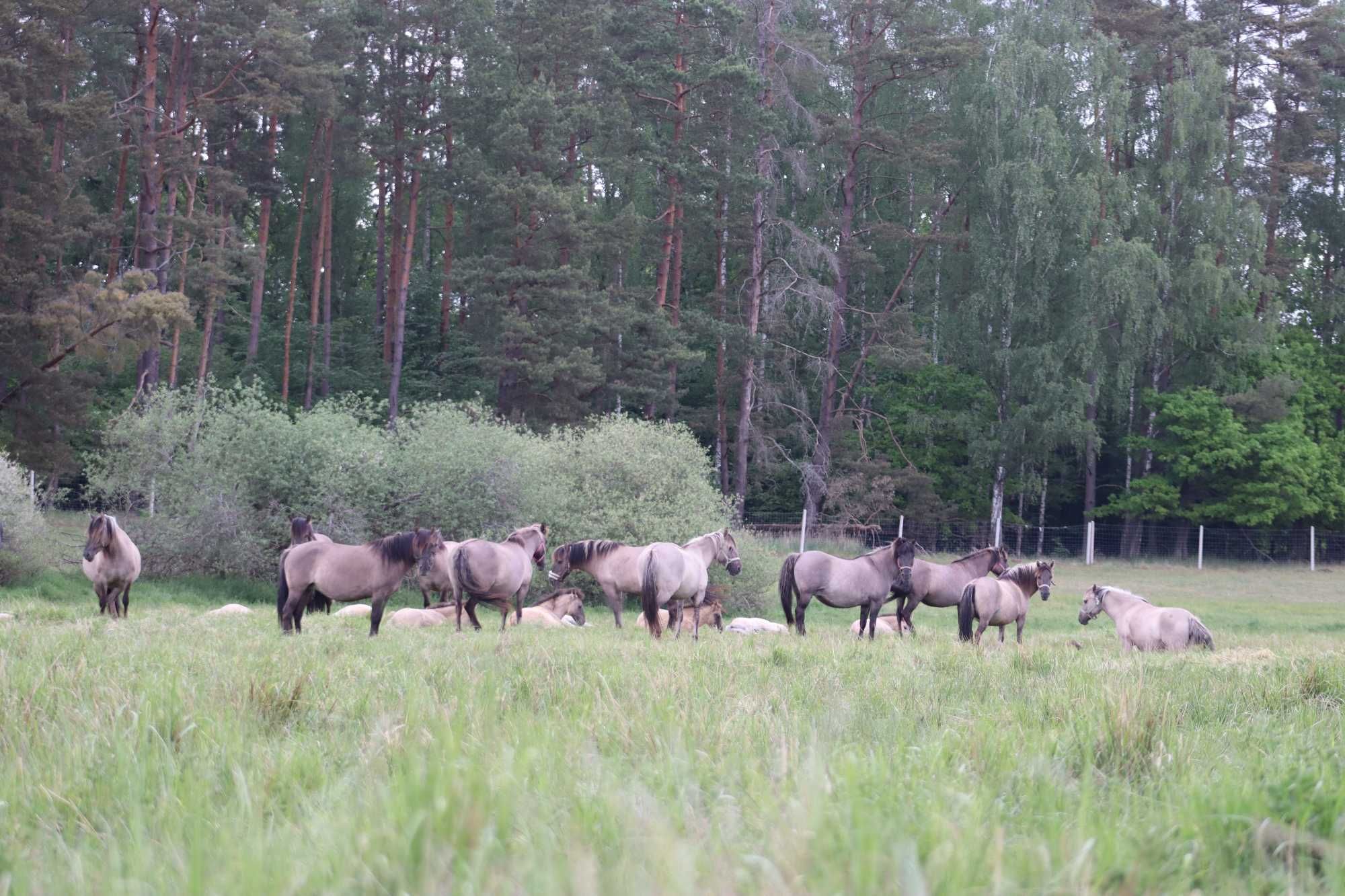 Konik Polski odsadek.