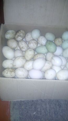 Продаються качачі яйця