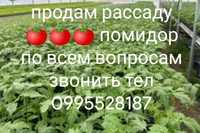 Продам рассаду помидор.