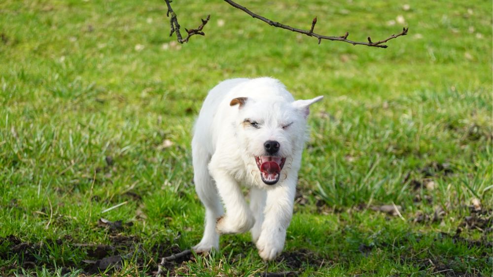 Piękny Dostępny PIESEK-Parson Russell Terrier