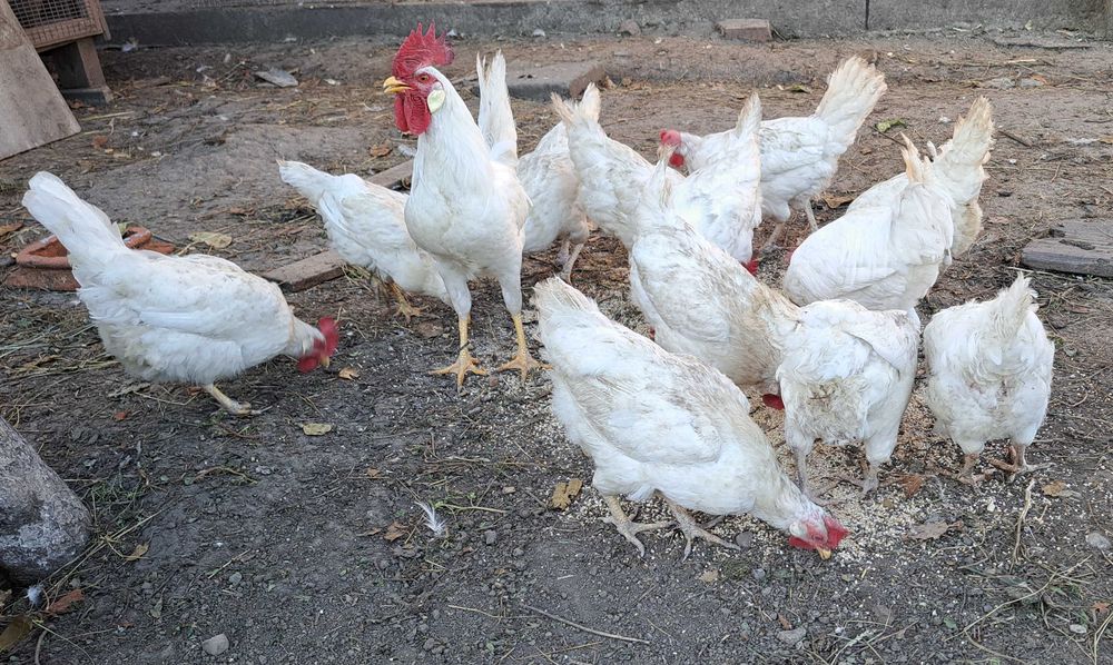 Продам курей ЛЕГОРН