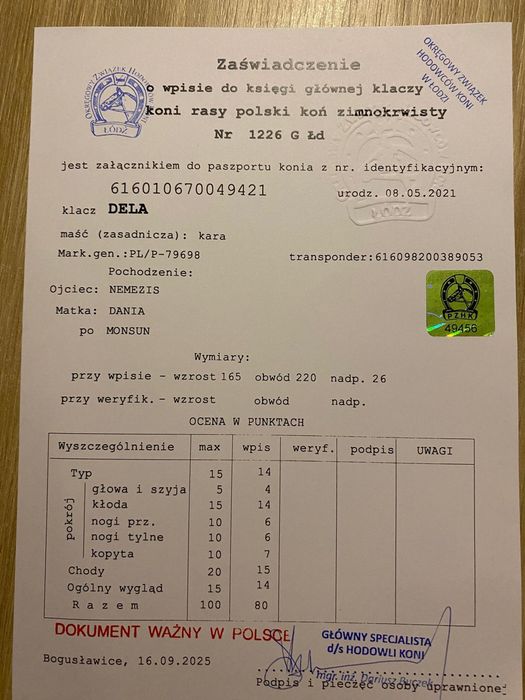 Klacz zimnokrwista kara 4 lata licencja