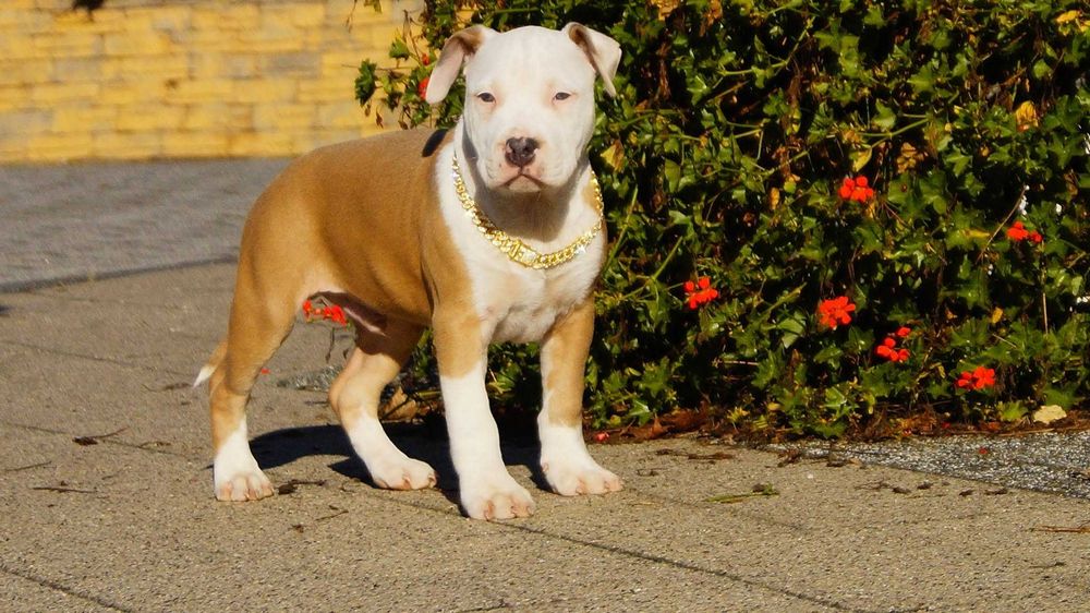 Szczeniak Amstaff,  samiec z rodowodem,  białogłowy,  cudny Lolek