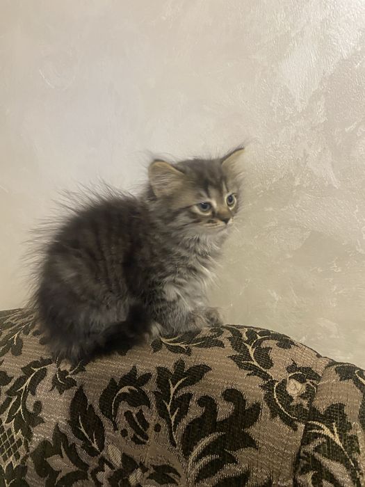 Віддам в хороші руки дуже милу та чемну кіточку, сама ість та ходить в